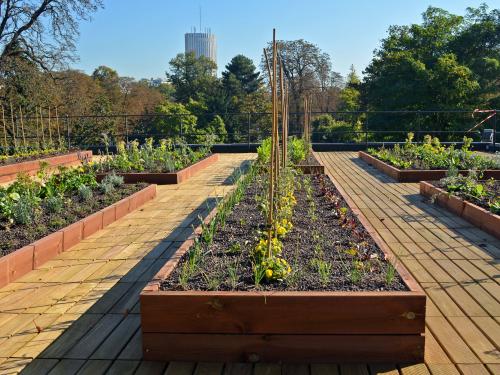 Vegetable and herb plots on a rooftop with wooden decking