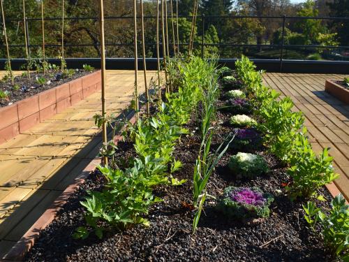 Vegetable plots on a rooftop with wooden decking
