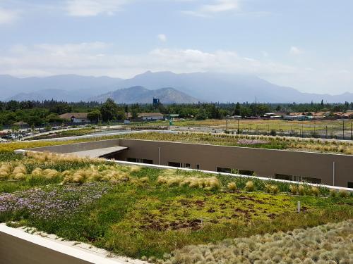 Large extensive green roof