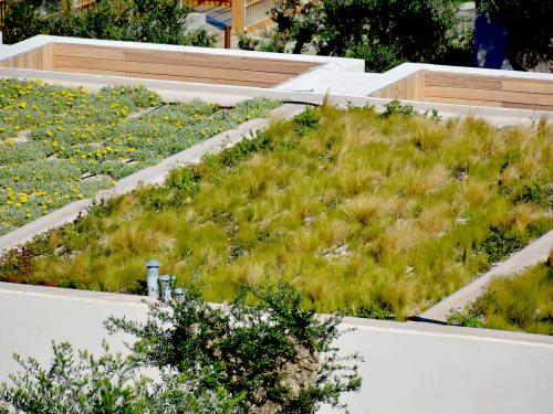 Three green roofs with different vegetation