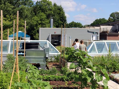 Vegetable garden on a roof surrounded by buildings