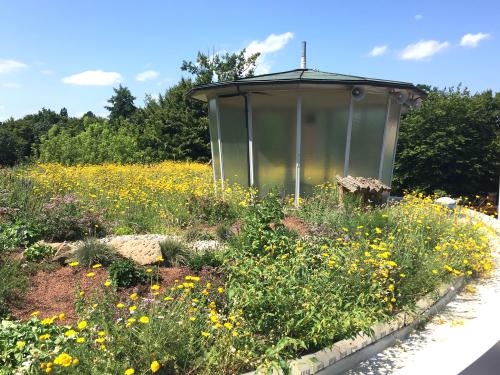 Biodiverse green roof
