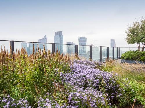 Roof garden with small trees and perennials