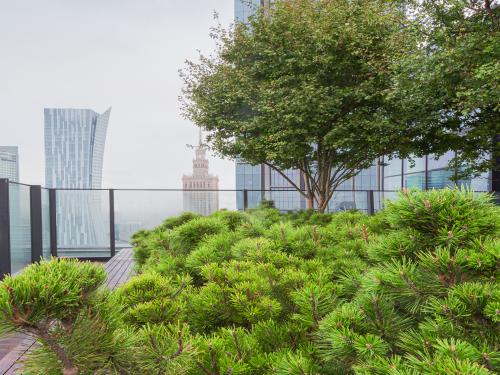 Roof garden with small trees and dwarf pines