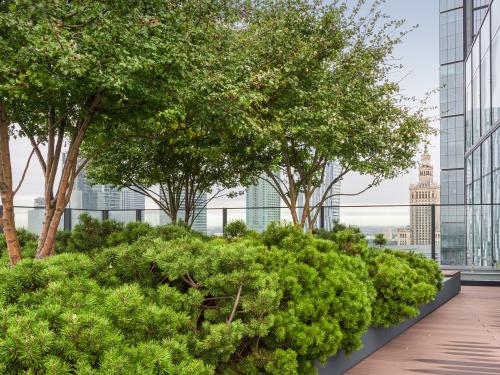 Roof garden with small trees and dwarf pines