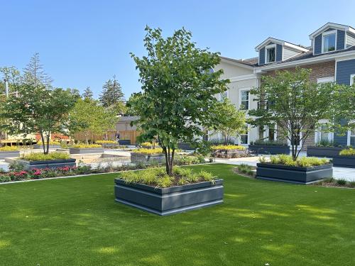 Garden with lawn, small trees and raised plant beds