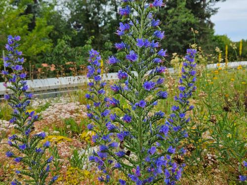 Green roof with the viper’s bugloss