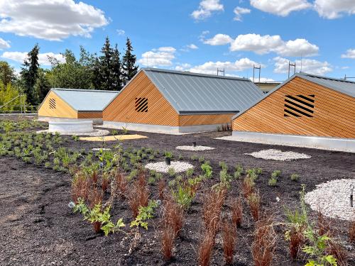 Green roof shortly after installation