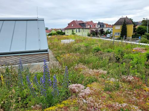 Green roof in full flower