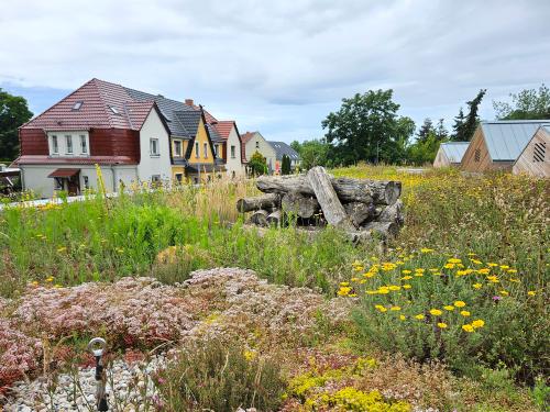 Green roof with dead wood