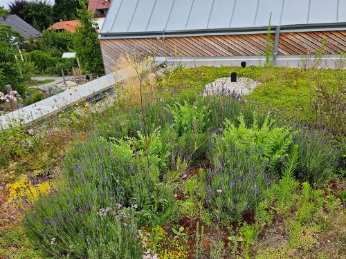 Green roof with perennials, grasses and herbs