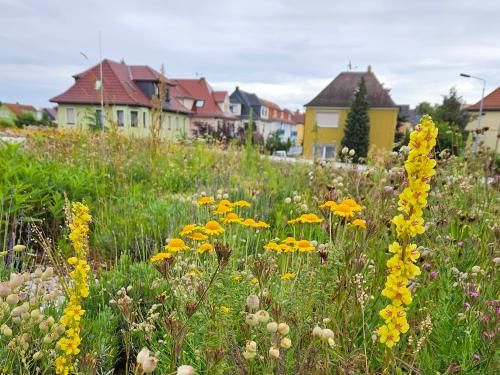 Flowers on a green roof