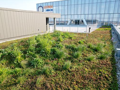Vegetation on a rooftop