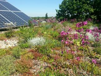 Green roof and photovoltaics