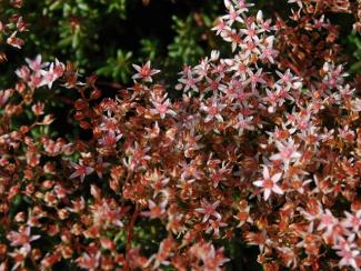 Steep slope covered with Sedum for erosion resistance - Sempergreen