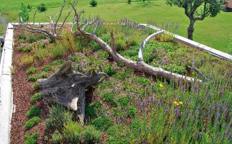 “Deadwood” should really be called “biotope wood”, as it is used as a habitat by moss, lichen, beetles and flies. Roof garden with herbs and dead wood