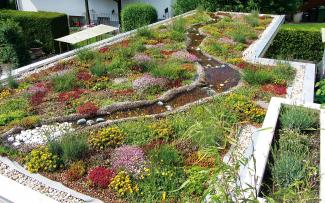 Insects and birds need water areas: Water areas can be installed permanently or only temporarily on a roof using sheeting. Green roof with water area