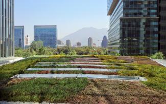 Extensive green roof amidst skyscrapers