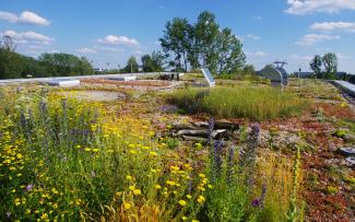 Green roof with meadow flowers, herbs and Sedum
