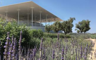 Green roof with olive trees and lavender