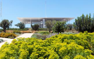 Green roof with olive trees and flowering shrubs and herbs
