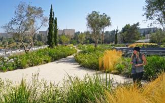 Woman standing on a roof garden with cypresses, perennials, ornamental grasses and small trees.