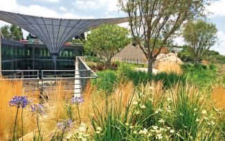 Roof garden with ornamental grasses and Lilies