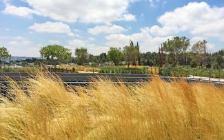 Ornamental grasses on a green roof