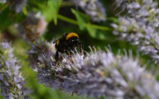 Bumblebee on flowering herbs