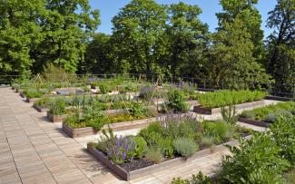 Vegetable and herb plots on a rooftop with wooden decking