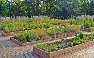 Vegetable and herb plots on a rooftop with wooden decking
