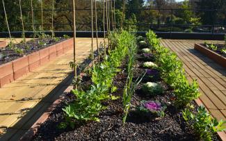 Vegetable plots on a rooftop with wooden decking