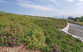 Pitched green roof with Sedum and creeping rosmary