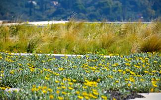 Trailing gavania and Mexican feather grass on a rooftop