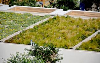 Three green roofs with different vegetation