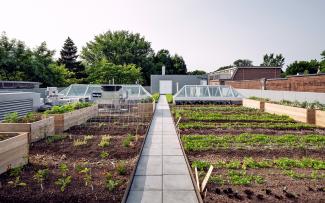 Roof garden with vegetable patches