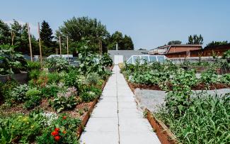 Roof garden with vegetable patches