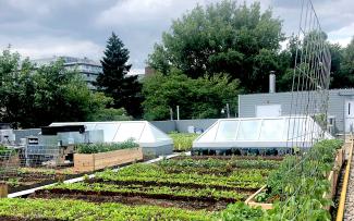 Hops and citrus thyme from rooftop to craft beer