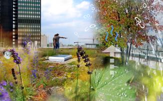 Stormwater retention, evaporation capacity, biodiversity – people need the ecosystem performance of green roofs. People and insects on a green roof