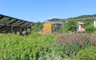 Green roof with solar system and bee hive