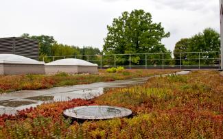 Extensive green roof during rainfall
