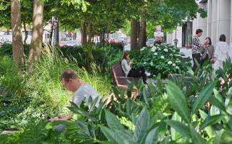 Lush greenery in the city