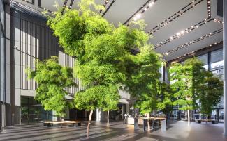 Trees in an interior lobby