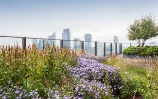 Roof garden with small trees and perennials