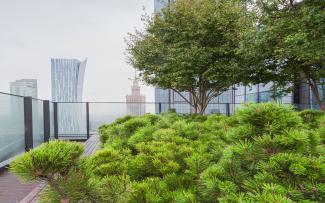 Roof garden with small trees and dwarf pines