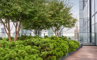 Roof garden with small trees and dwarf pines