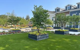 Garden with lawn, small trees and raised plant beds