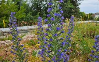 Green roof with the viper’s bugloss