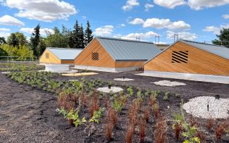 Green roof shortly after installation