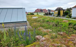 Green roof in full flower